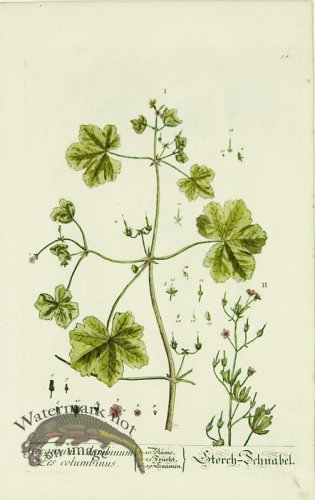 (image for) Blackwell German 005