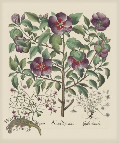 (image for) Besler 145 Colored B2