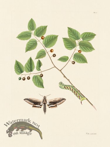 (image for) Abbot Butterfly 036