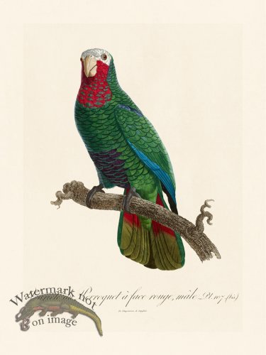 (image for) Barraband Parrot 107b