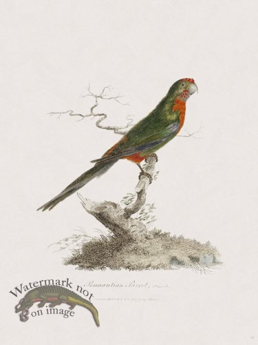 (image for) 14 New Holland Caffowary