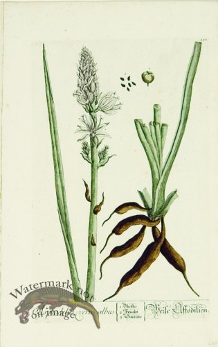 (image for) Blackwell German 007