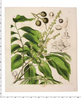 Curtis Botanical 046