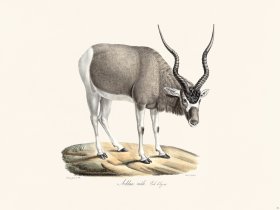 Cuvier 031 Addax Winter