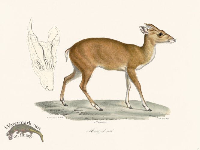 (image for) Cuvier 051 Male Muntjak