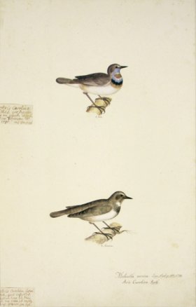 59 Swedish Birds.Motacilla Svecica, Bluethroat, M.F
