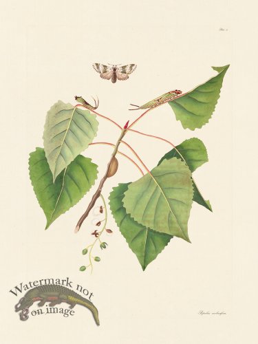 (image for) Abbot Butterfly 071