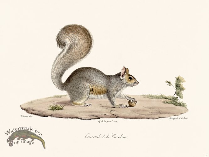 (image for) Cuvier 277 Earolin Squirrel
