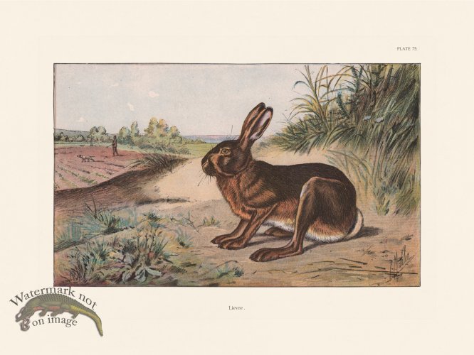 (image for) Les Chiens 075