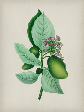 Andean Botanicals 004