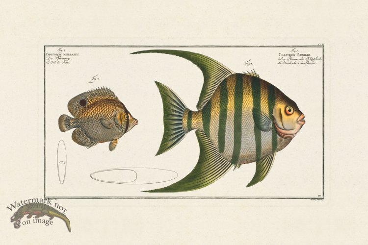 (image for) BLOCH FISH 211