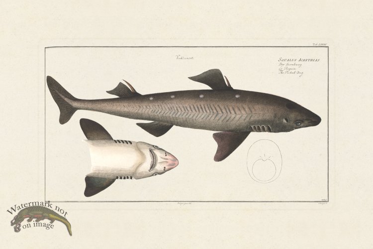 (image for) BLOCH FISH 085