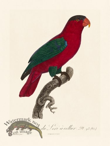 (image for) Barraband Parrot 095b