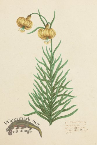 (image for) Blomboken 034