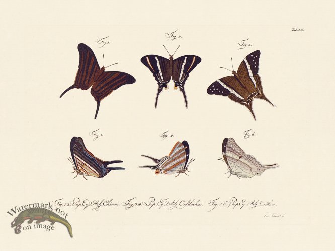 (image for) Jablonsky Butterfly 052