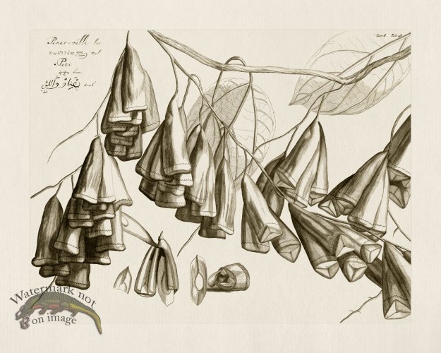 (image for) HORTUS VOl 08 48