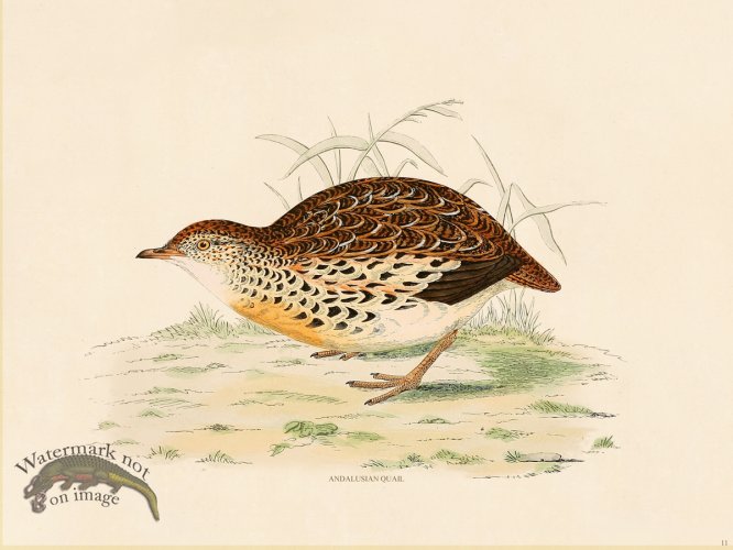(image for) 11 BGB Andalusian Quail