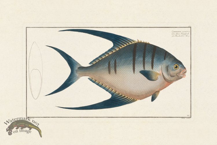 (image for) BLOCH FISH 210