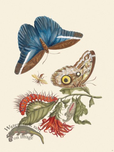 (image for) Merian Metamorphosis 60