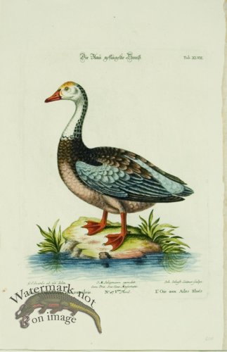 (image for) Seligmann Duck 06
