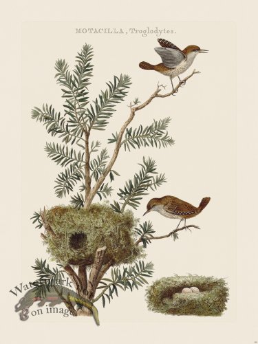 (image for) Nozeman Bird 185