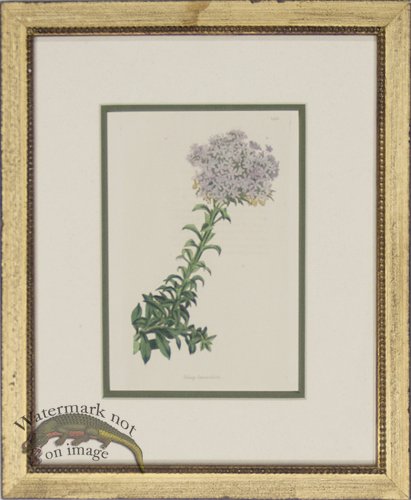 (image for) Loddiges DGF 04