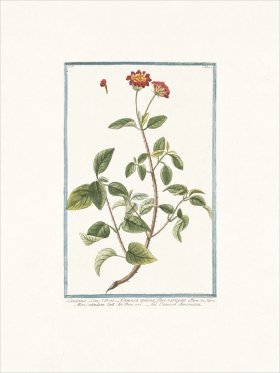 Bonelli 194 Jamaican