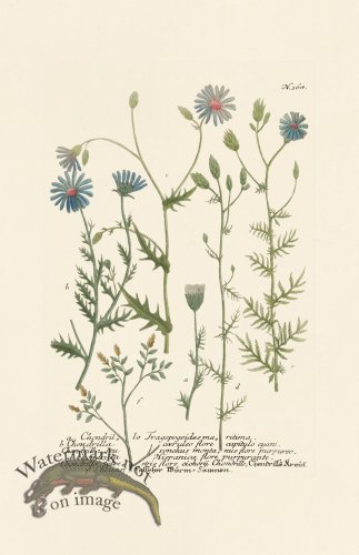 (image for) Weinmann PL 368