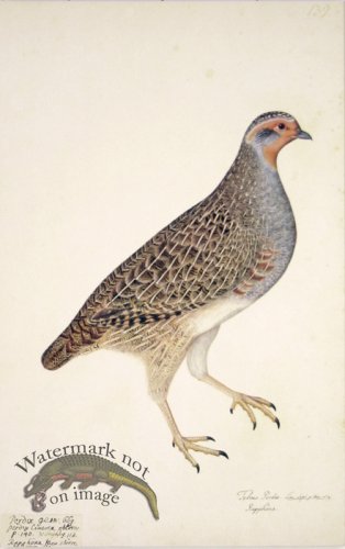 (image for) 139 Swedish Birds . Tetrao Perdix.Gray Partridge