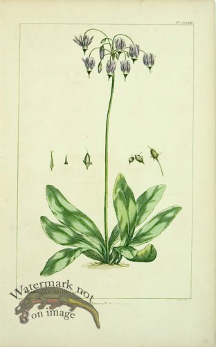 (image for) Philip Miller 058