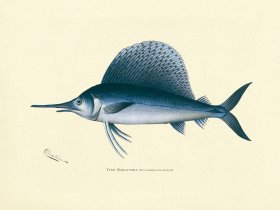 Sail Fish