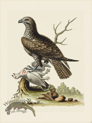(image for) Edwards 053 Ash-colourd Buzzard