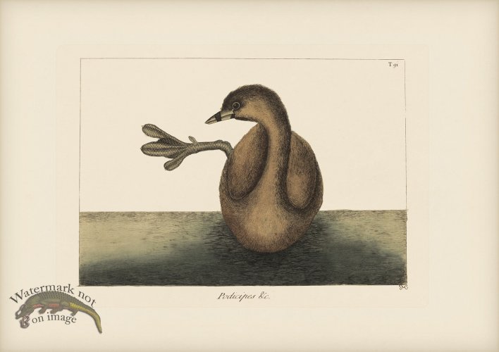 (image for) 091 Grebe