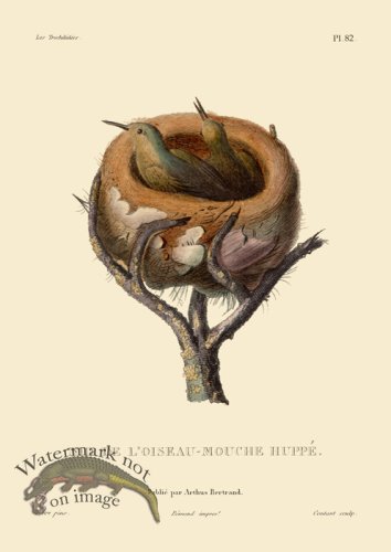 (image for) Hummingbird 82