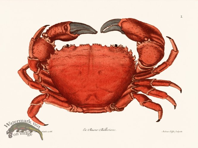 (image for) Knorr Sealife 01