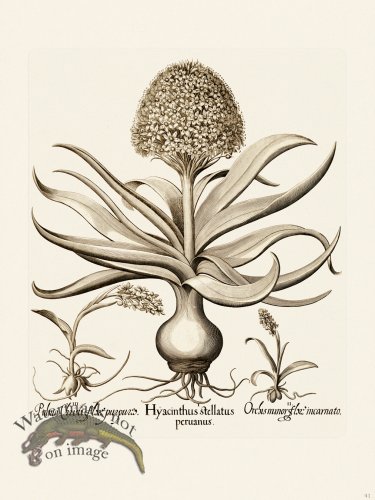 (image for) Besler 041 B1