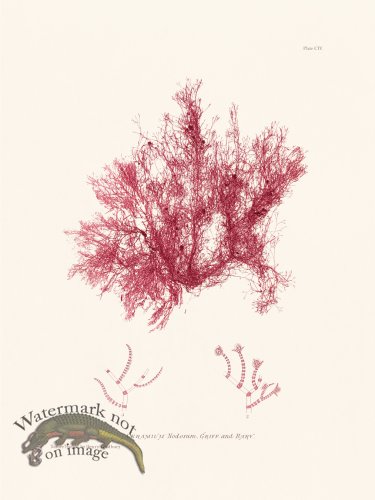 (image for) Bradbury Seaweed 104