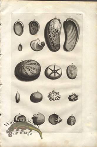 (image for) Rumphius 40