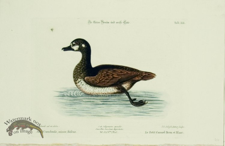 (image for) Seligmann Duck 12