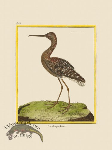 (image for) Martinet Bird 875