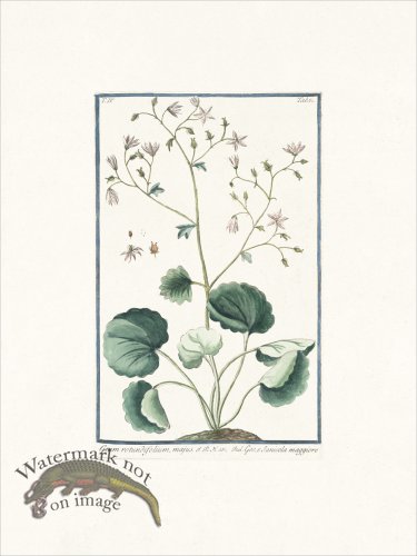 (image for) Bonelli 381 Evens