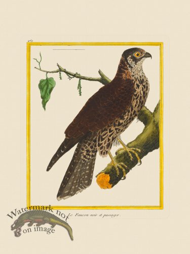 (image for) Martinet Bird 469