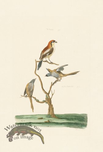(image for) Pennant Zoology 081