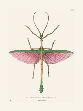 323 Mantis Tow-Spined