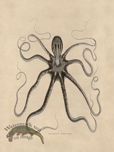(image for) Octopus Tan 18