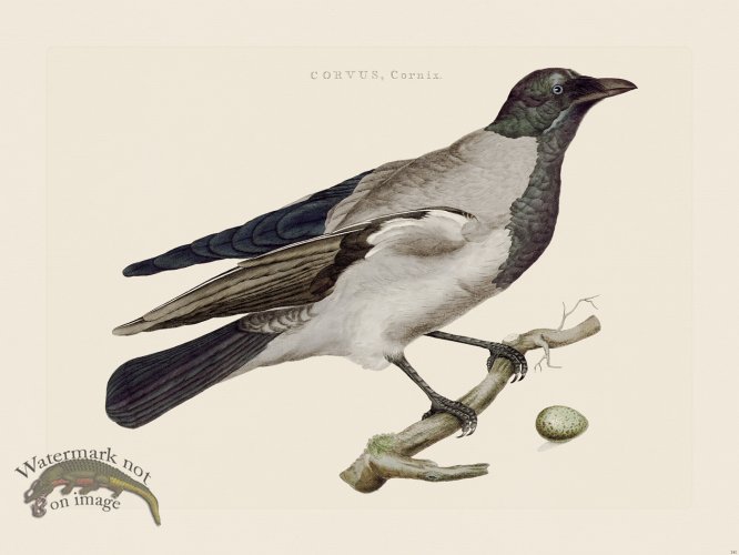 (image for) Nozeman Bird 141