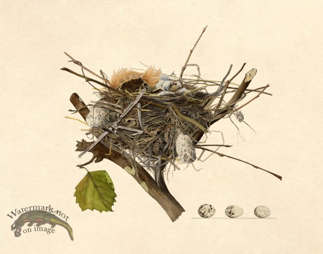 (image for) Eggs of Ohio 006