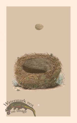 (image for) Morris Nest 10