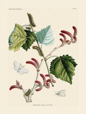 Wilkes Butterflies 081