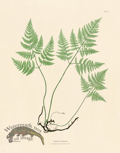 (image for) Bradbury Fern 19